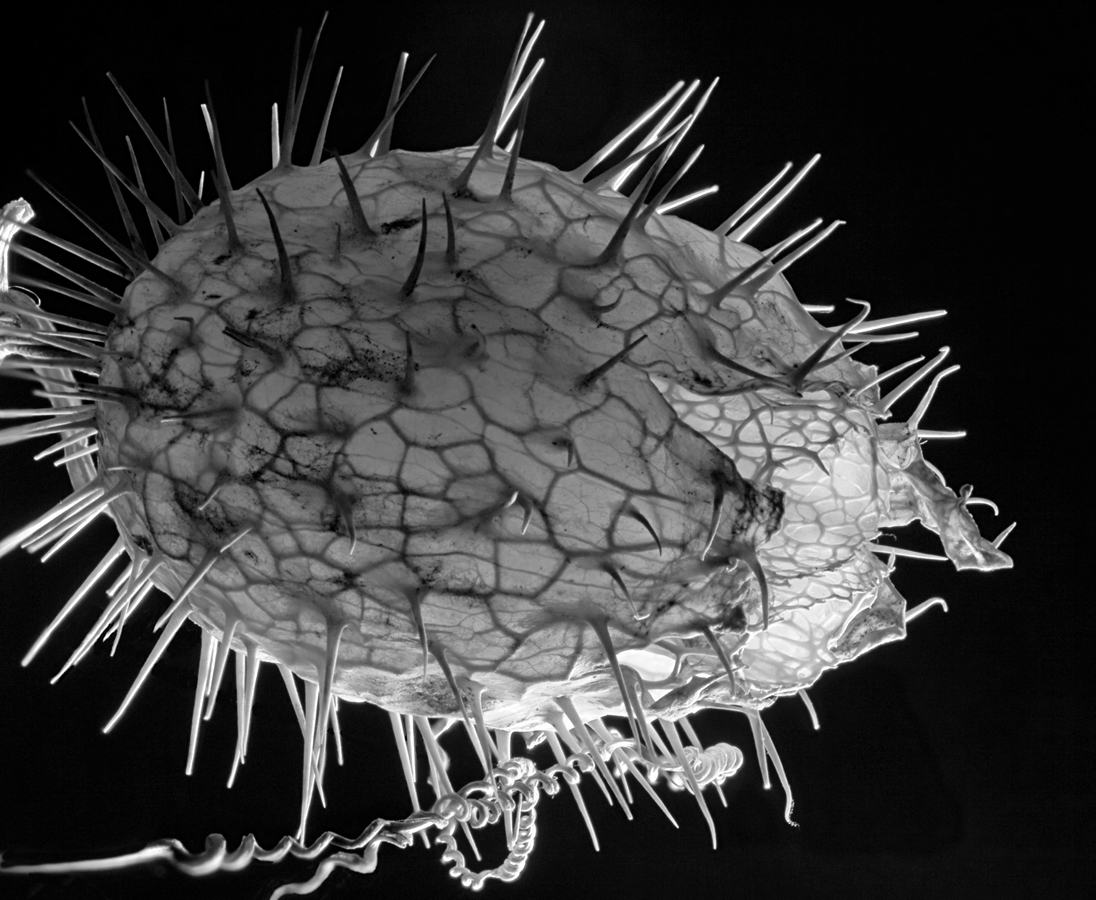 Echinocystis lobata