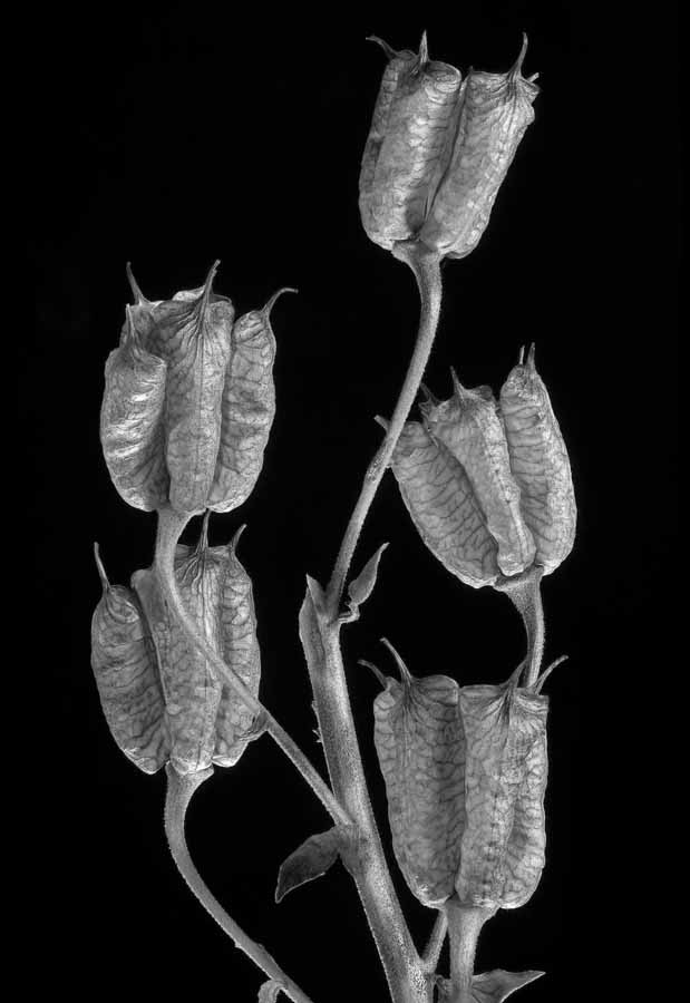 Aconitum napellus