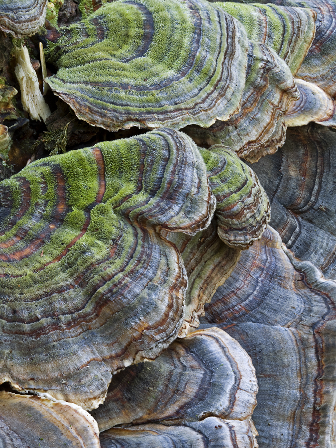 trametes-versicolor-turkey-tail-mushrooms9x12