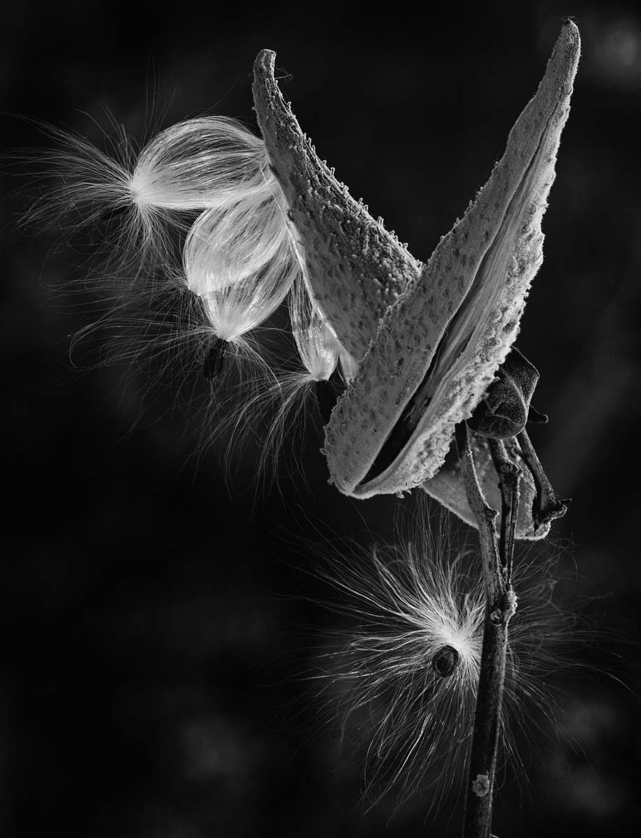 asclepias-syriaca-milkweed