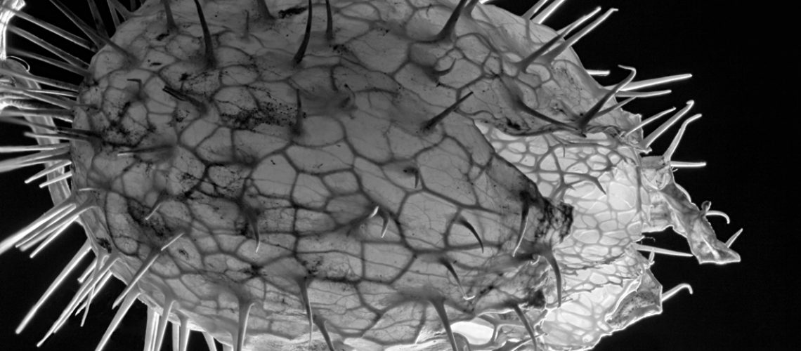 Echinocystis lobata