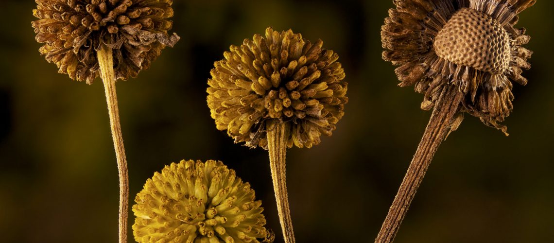Helenium autumnale