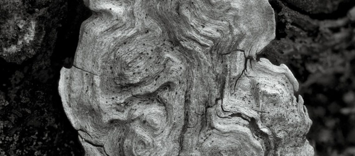 log-fragment