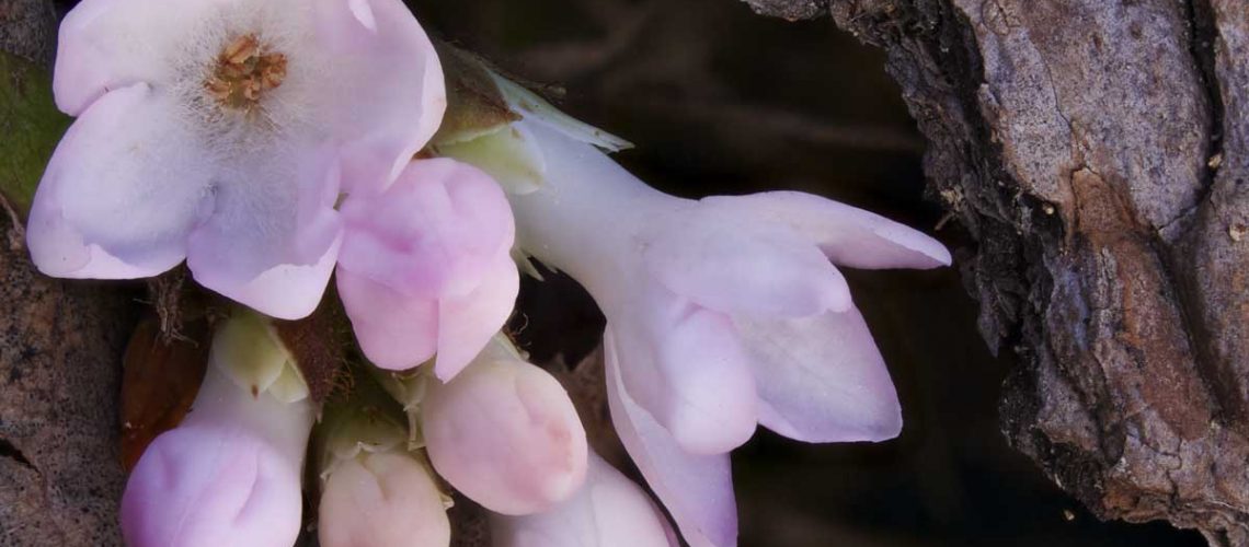 Epigaea repens